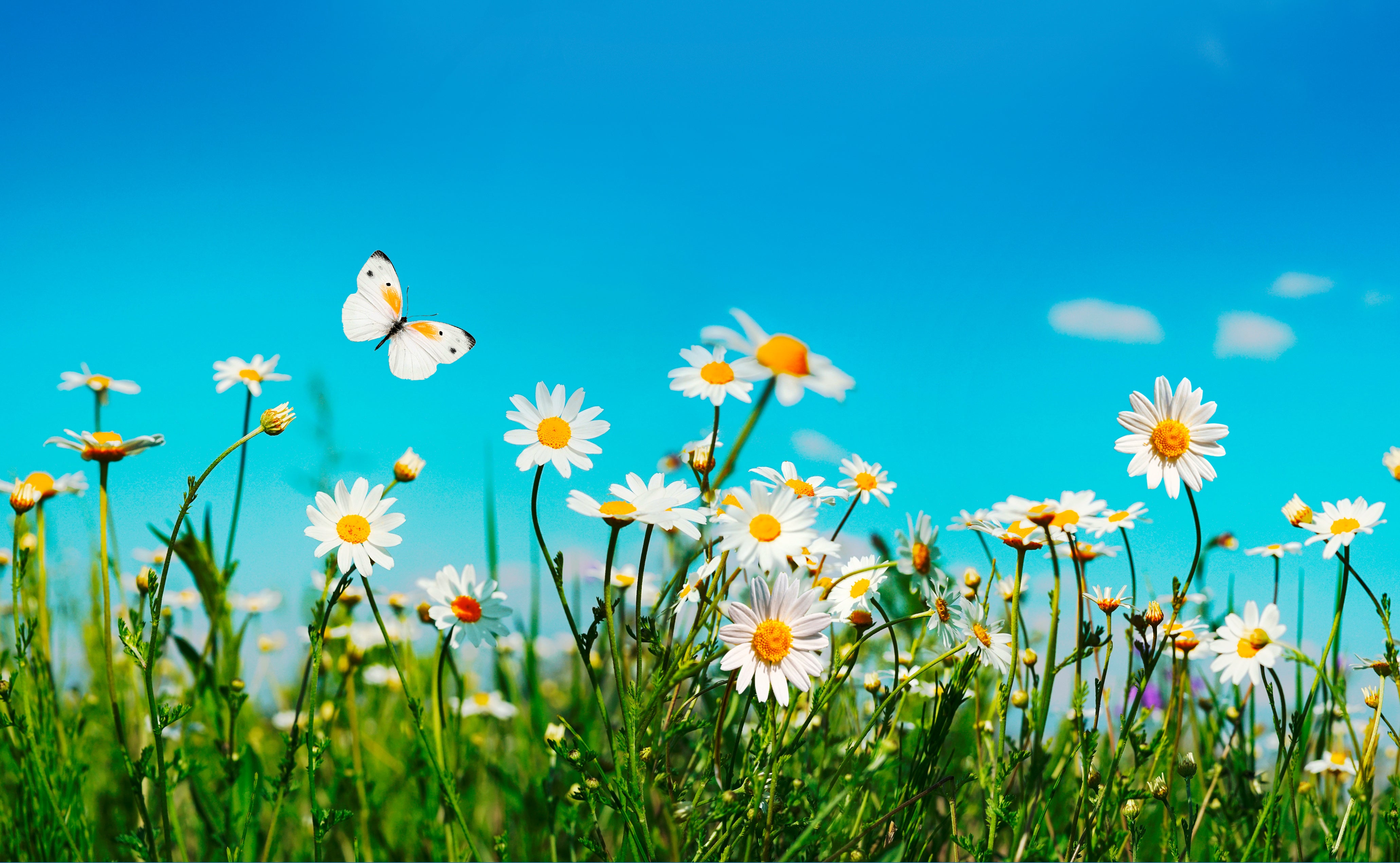 Spring – Holy Land Gifts