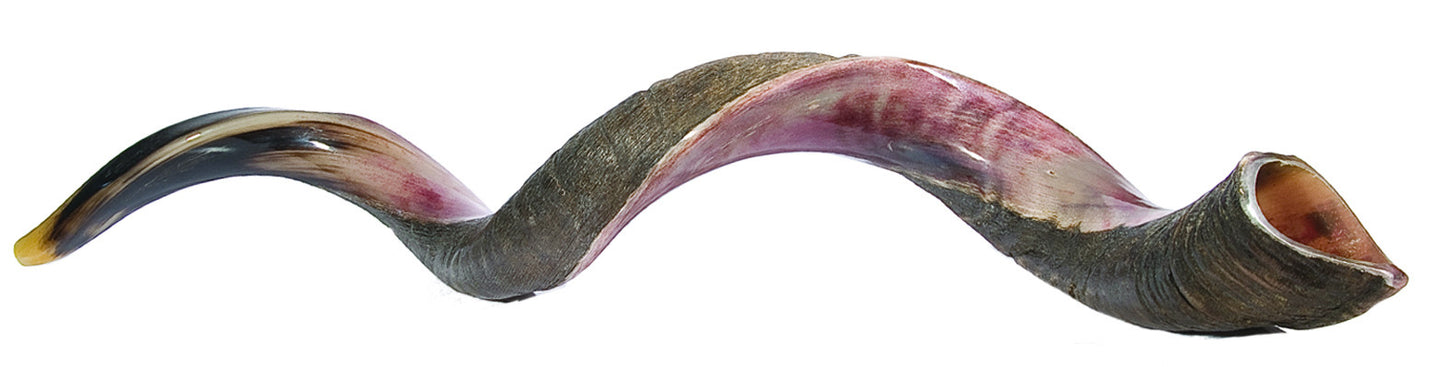 Jumbo XL Yemenite Shofar 43"- 46"