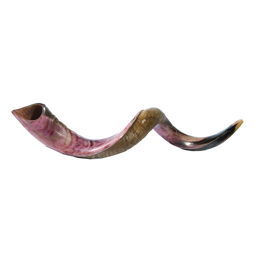 Medium Yemenite Shofar 32"- 35" - Holy Land Gifts