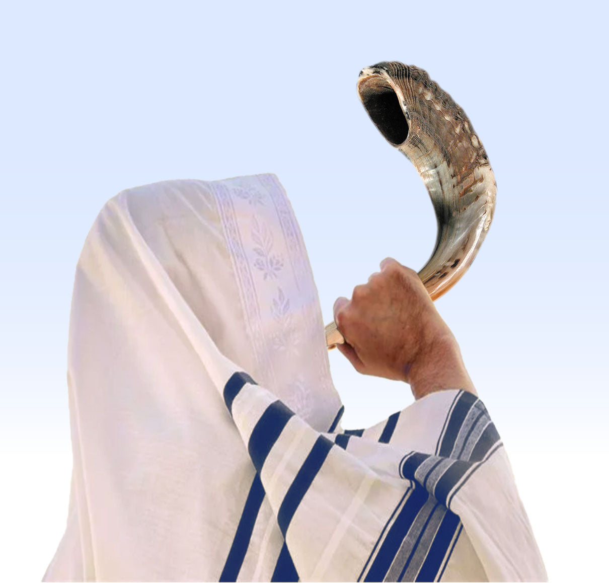Ram's Horn Shofar 12"-13" - Holy Land Gifts