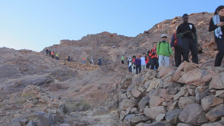 Lion of Judah Canvas