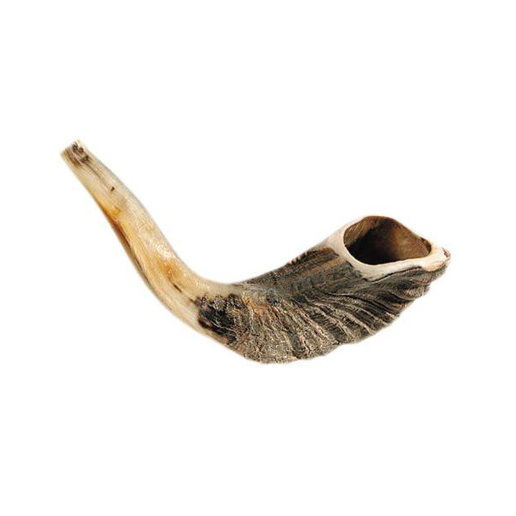 Rams Horn C-12"-13" - Holy Land Gifts